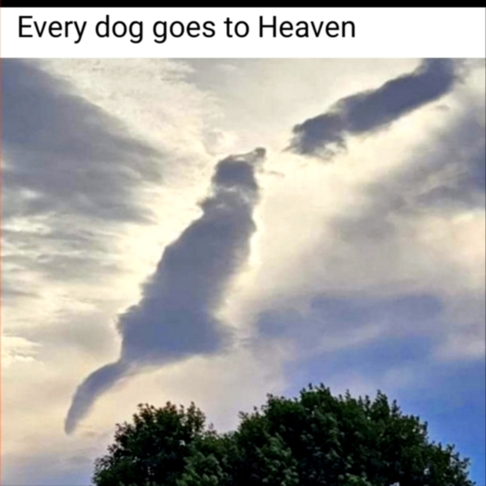 Because I've met so many friends on here who've lost 4 legged family members,